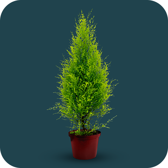 Cupressus