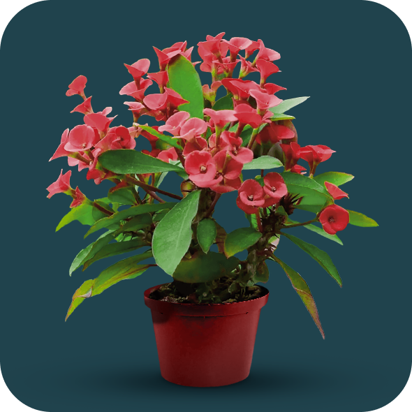 Euphorbia