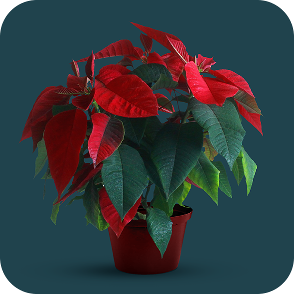 Poinsettia